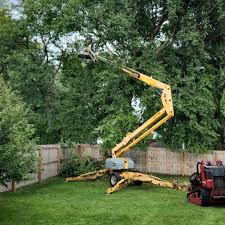 Best Tree Fertilization  in Buhler, KS